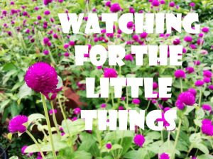 Read more about the article Watching for the Little Things-November 22nd