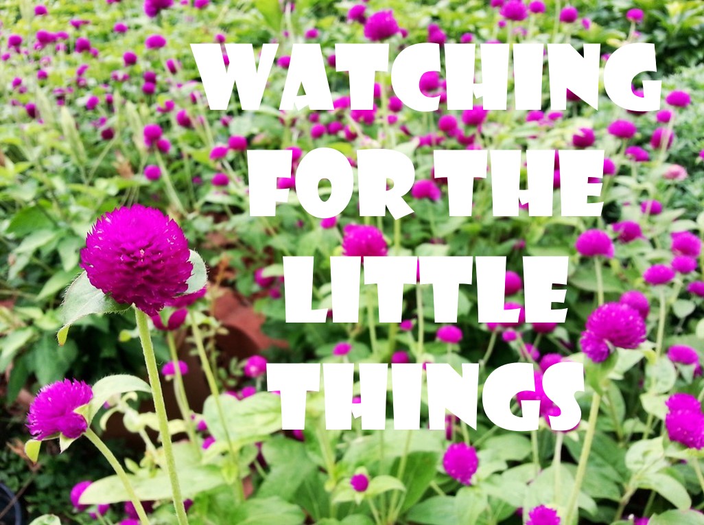 You are currently viewing Watching for the Little Things-November 22nd