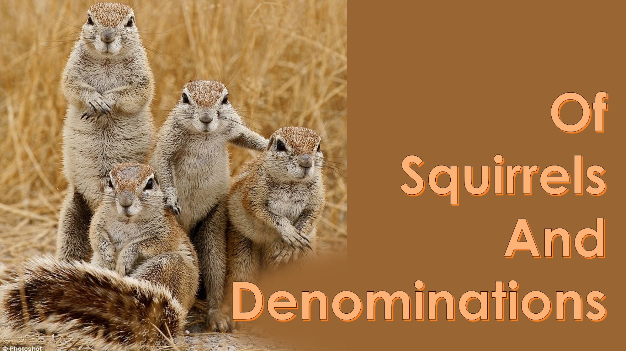 You are currently viewing Squirrels and Denominations – June 6th