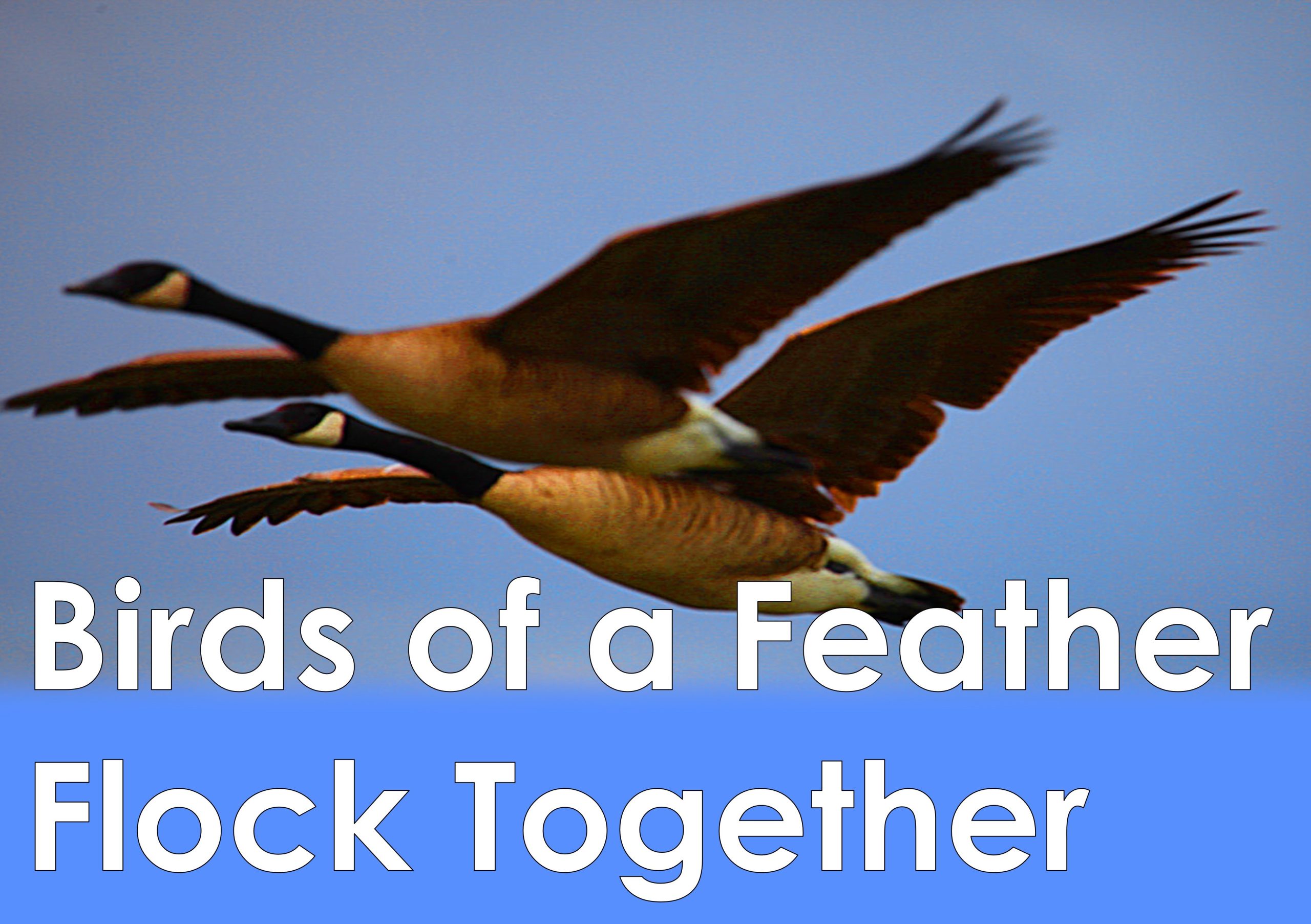 The saying 'Birds of a feather flock together' - meaning and origin.